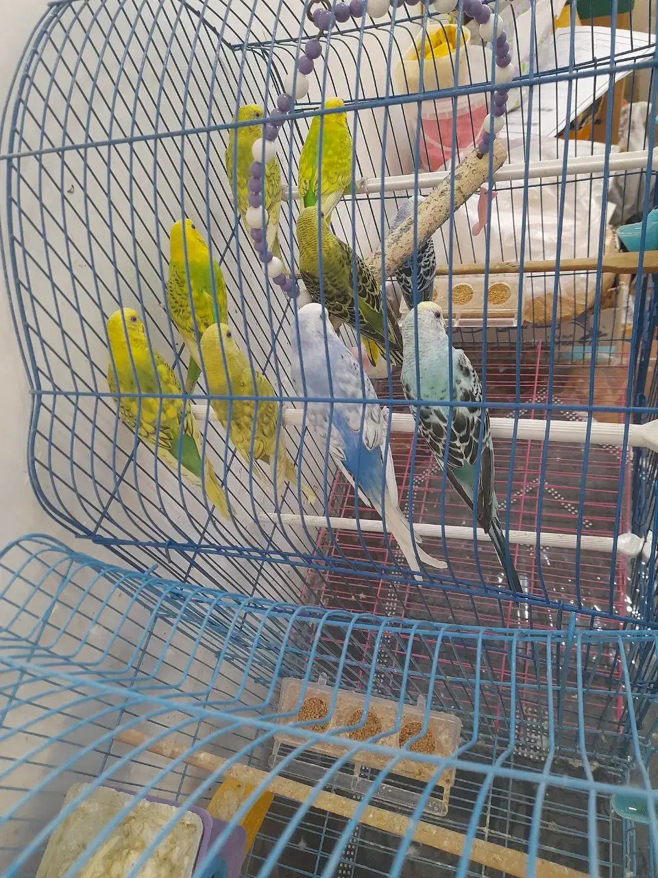 مرغ عشق|پرنده|سراب, |دیوار