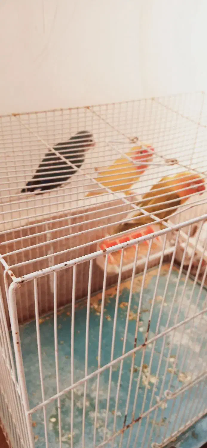 کتوله بالغ مولد نژاددارسالم انواع قفس نان خشک|پرنده|بیرجند, |دیوار