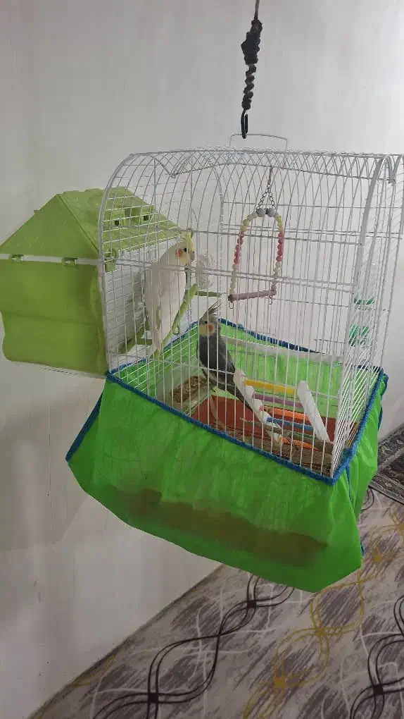 عروس هلندی|پرنده|پیرانشهر, |دیوار