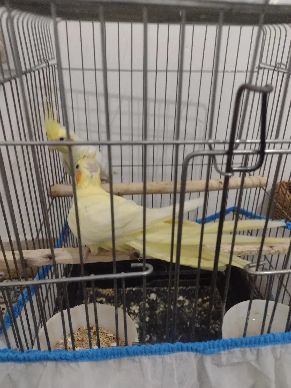 یک جفت عروس هلندی لوتینو صددرصد مولد تضمینی 4 تخم|پرنده|بومهن, |دیوار