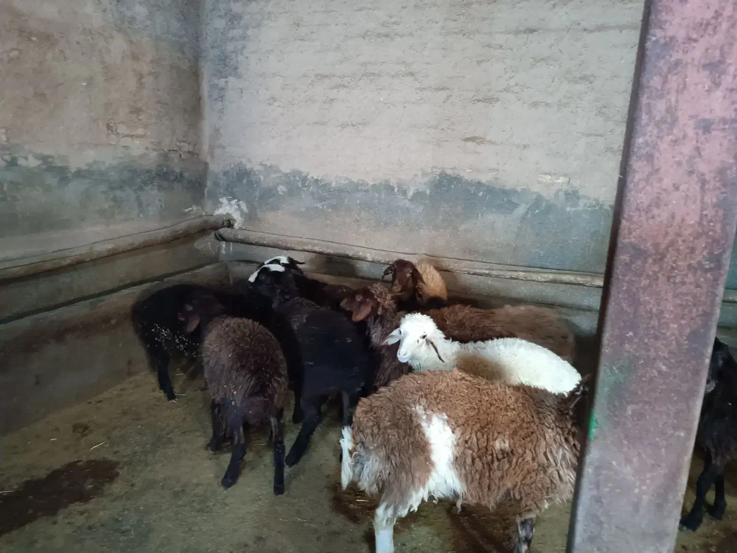 گوسفند ماده 10عدد|حیوانات مزرعه|کرانی, |دیوار