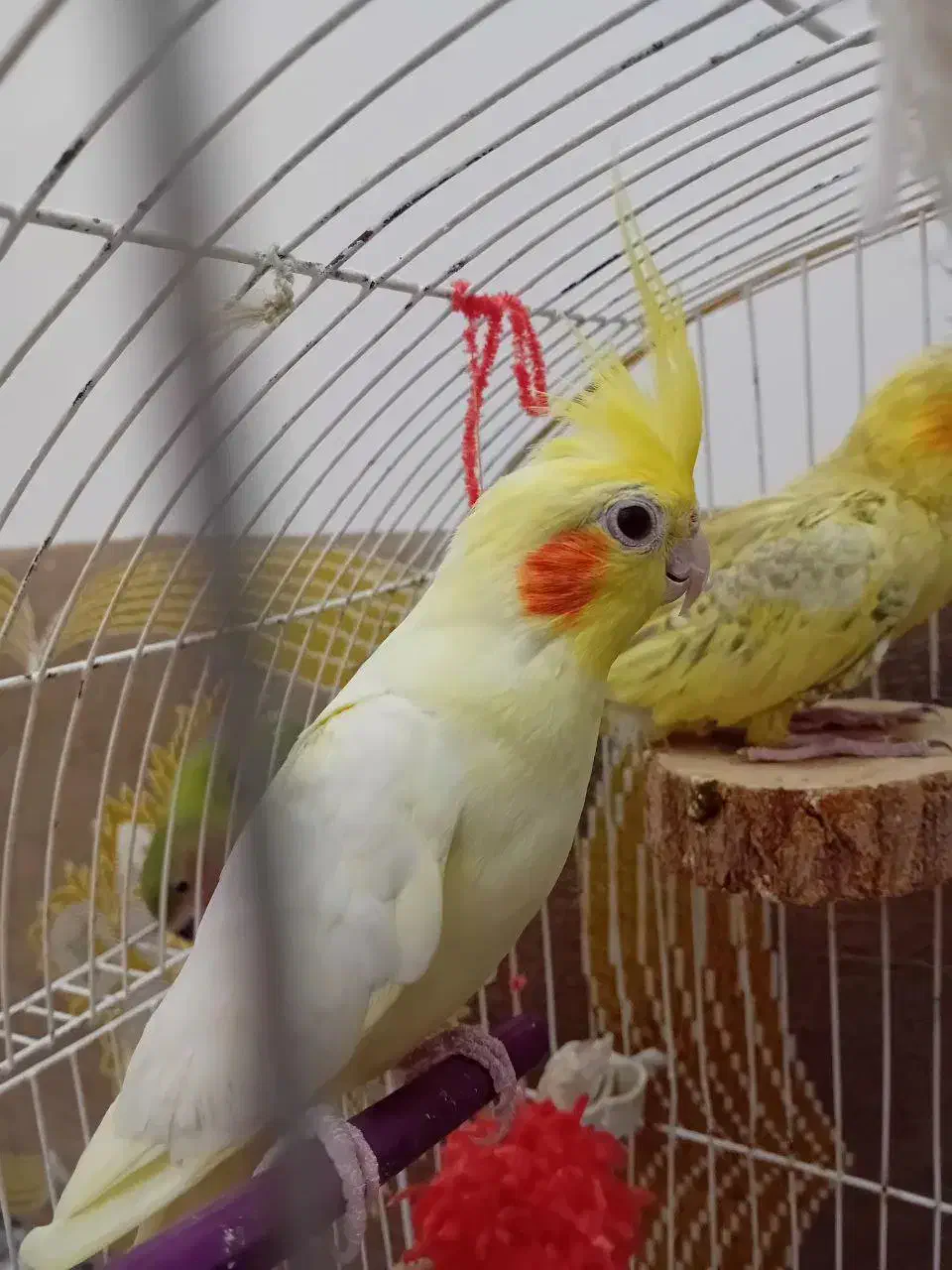 عروس هلندی|پرنده|نکا, |دیوار