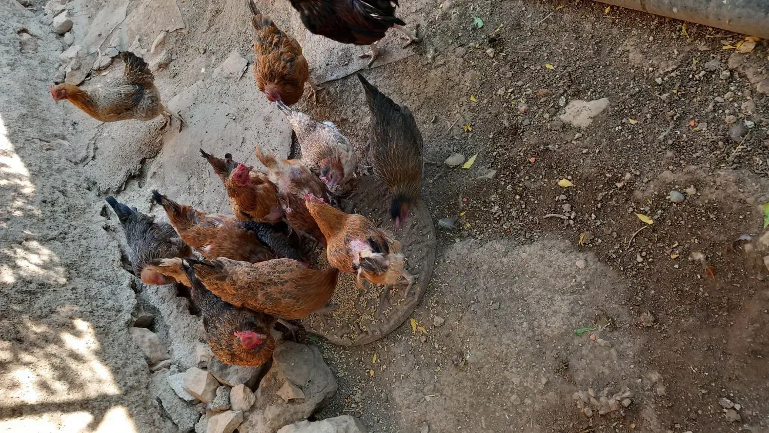 مرغ محلی|پرنده|سرپل ذهاب, |دیوار