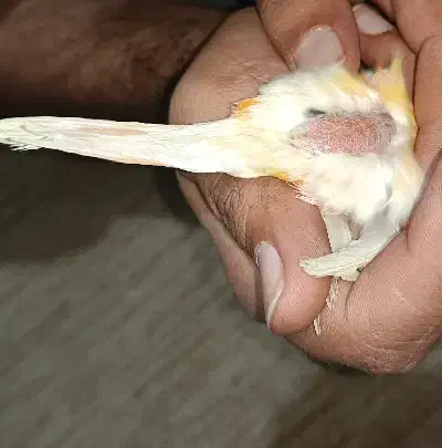 قناری ماده|پرنده|تهران, قلمستان|دیوار