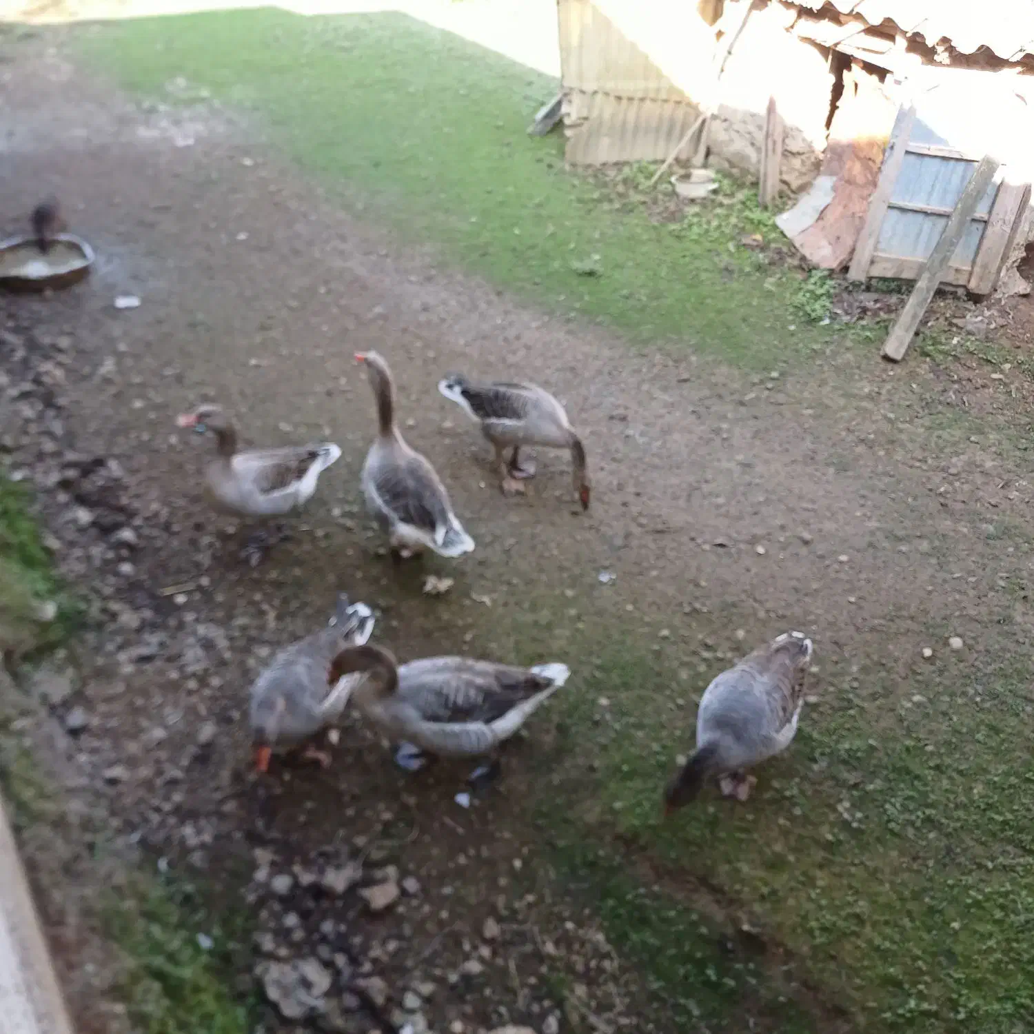 غاز دو رگ|حیوانات مزرعه|صومعهسرا, |دیوار