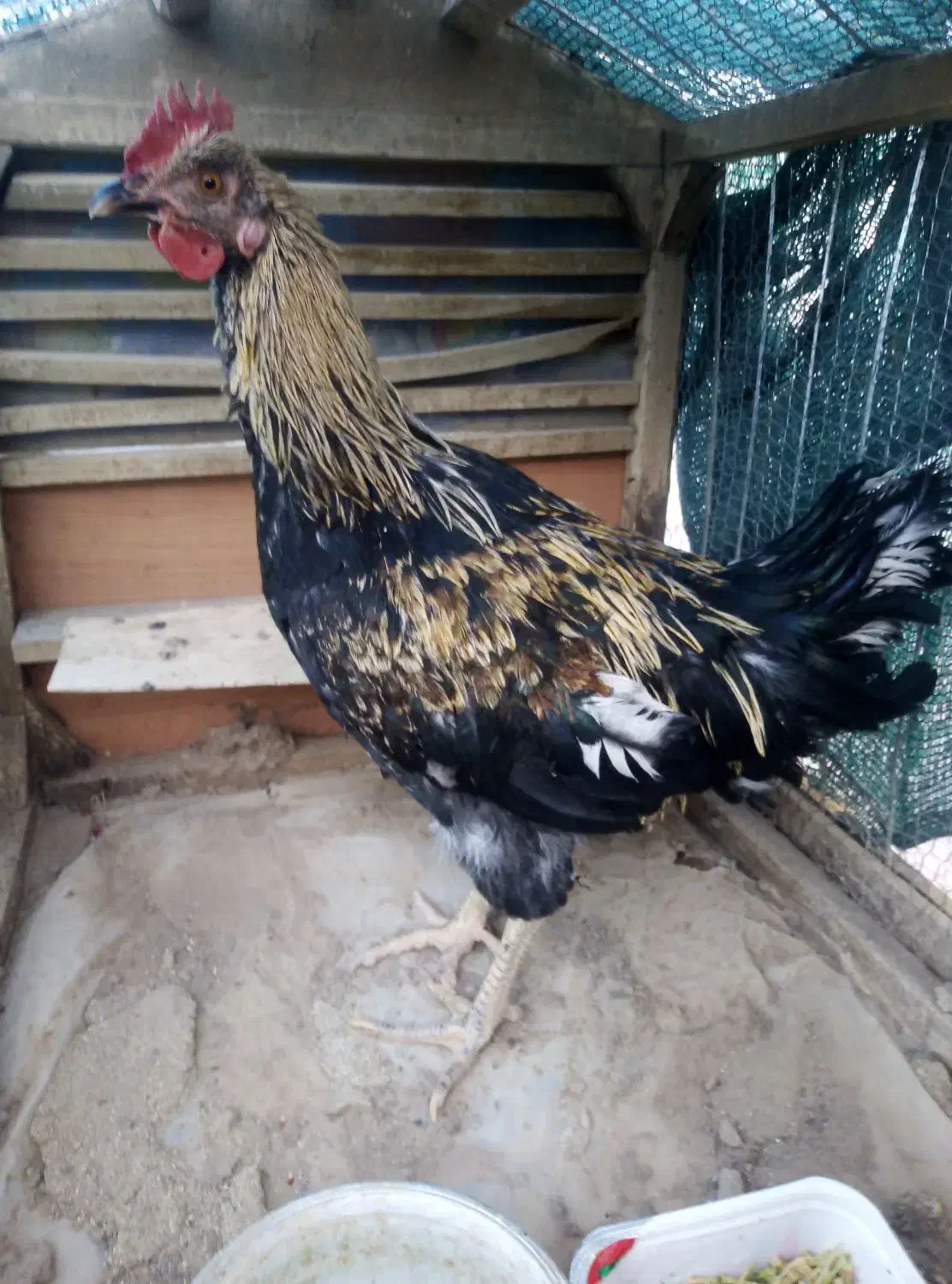 خروسی محلی|حیوانات مزرعه|فردوس (خراسان), |دیوار