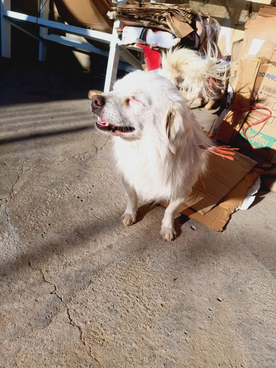 به فروش می‌رسد|سگ|شاهین دژ, |دیوار