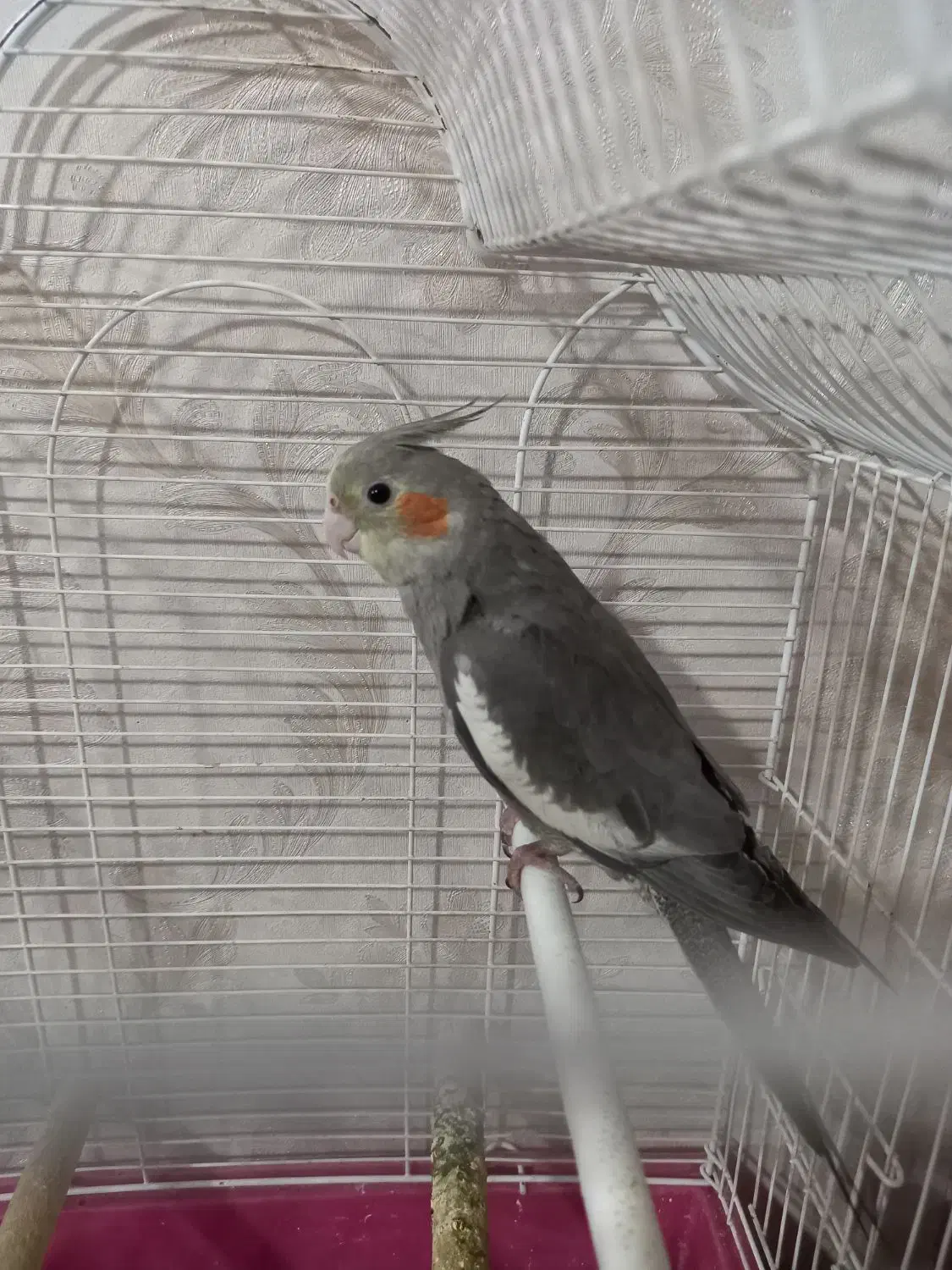 عروس هلندی|پرنده|صباشهر, |دیوار