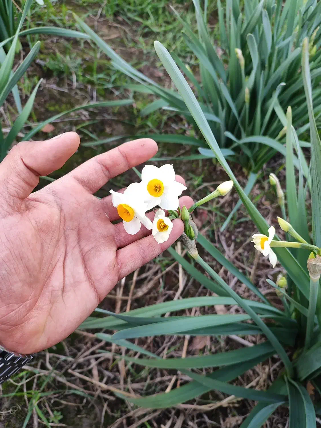 گل نرگس|گل و گیاه طبیعی|خان ببین, |دیوار