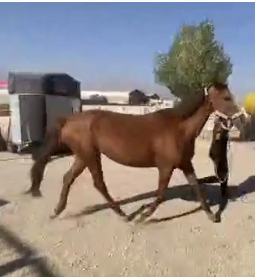 مادیان کلاسی|اسب و تجهیزات اسب‌سواری|تهران, دکتر هوشیار|دیوار