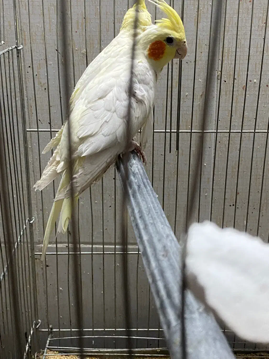 جوجه عروس هلندی 4ماهه|پرنده|بیرجند, |دیوار