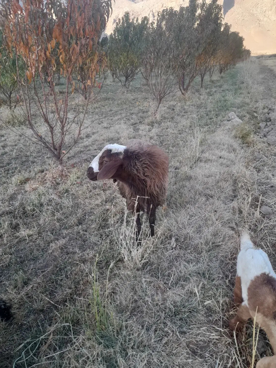 قوچ یا همون ورن|حیوانات مزرعه|بیستون, |دیوار