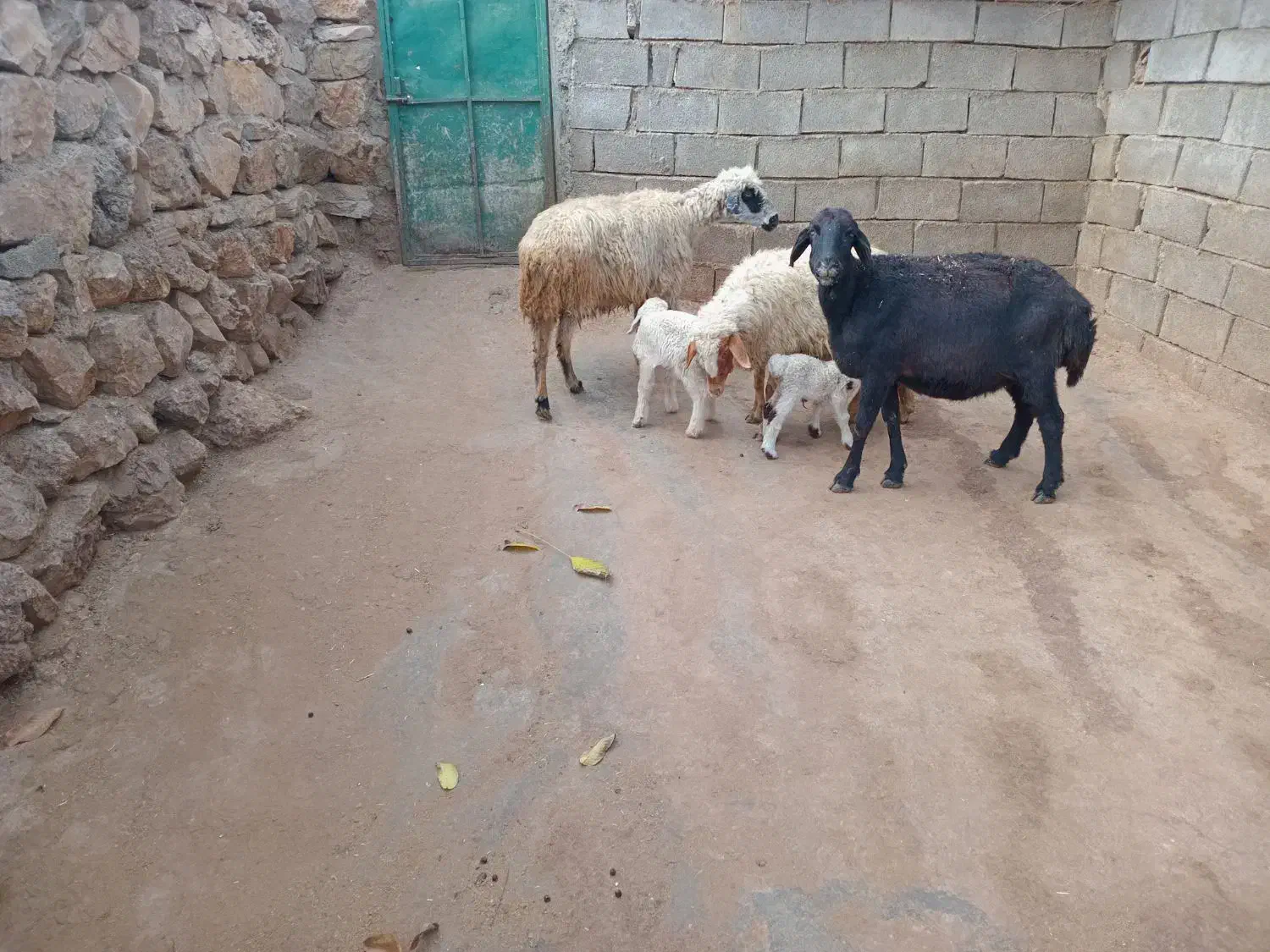 سه عدد گوسفند|حیوانات مزرعه|جوانرود, |دیوار