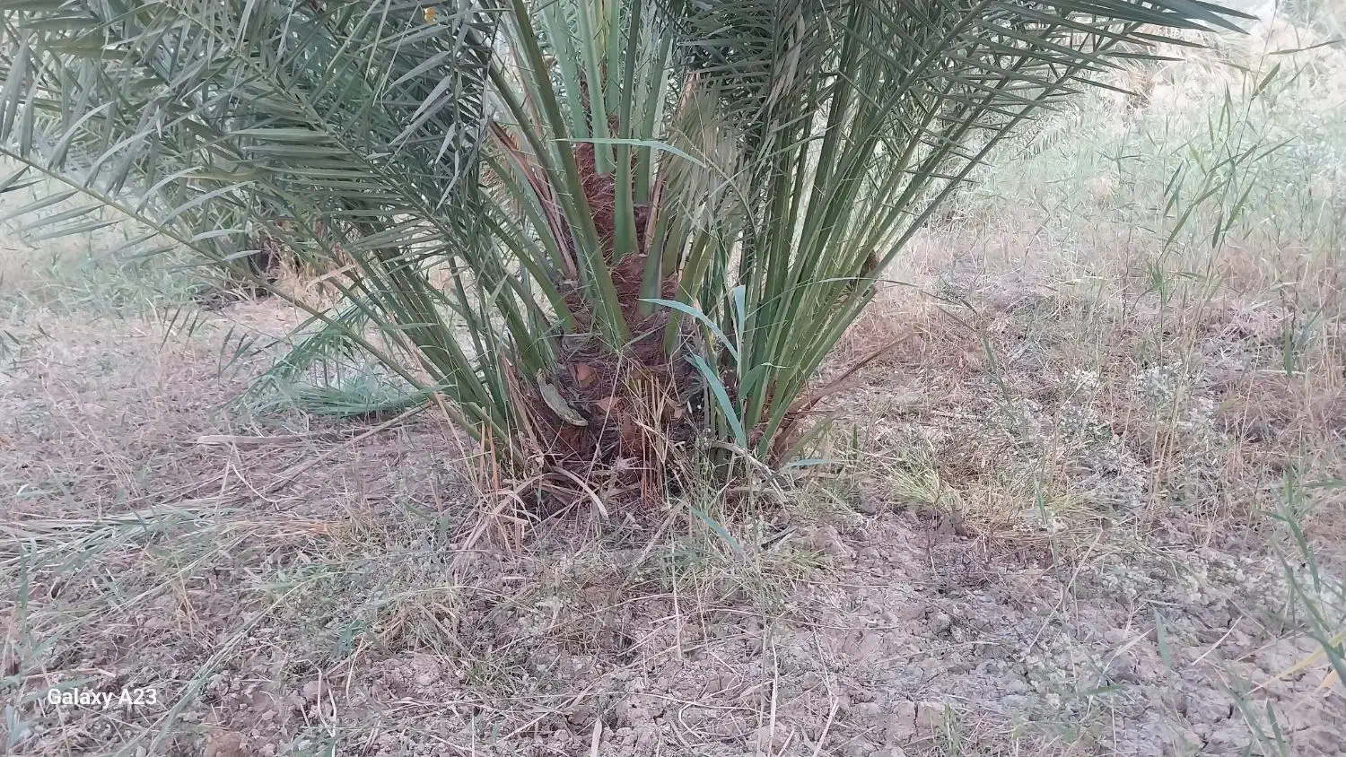 فروش پاجوش نخل برحی اصل به شرط|حراج|کارون, |دیوار