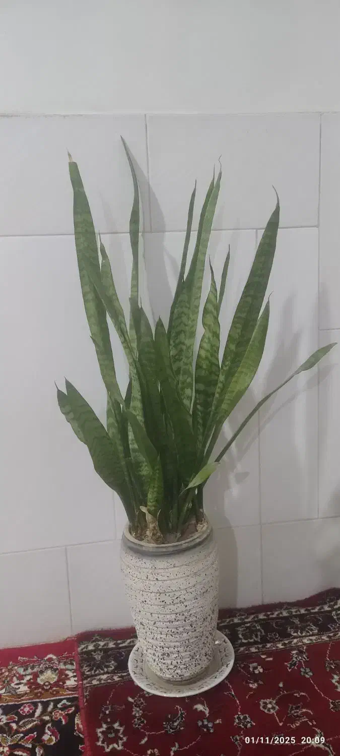 گل و گیاه|گل و گیاه طبیعی|اصفهان, شاهد|دیوار