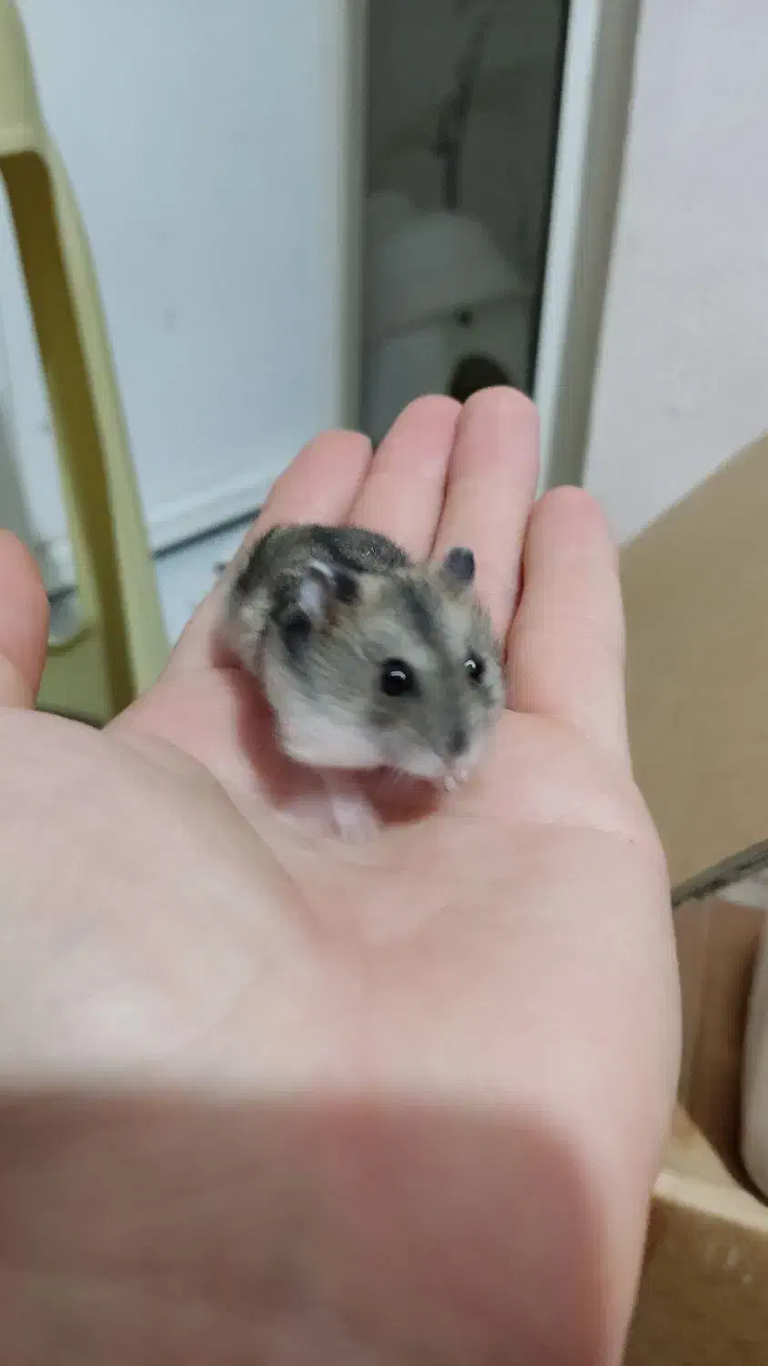 همستر|موش و خرگوش|اراک, |دیوار