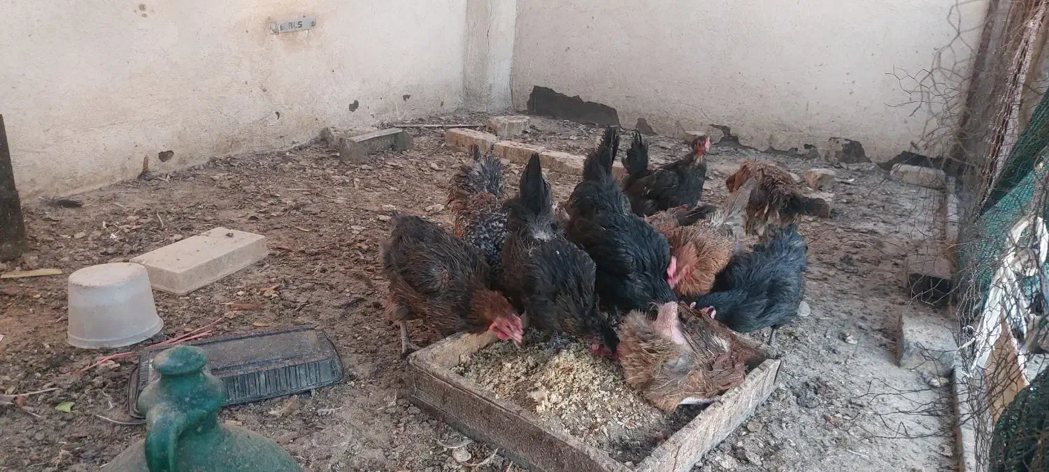 مرغ محلی جوان|حیوانات مزرعه|قم, چهار امامزاده|دیوار