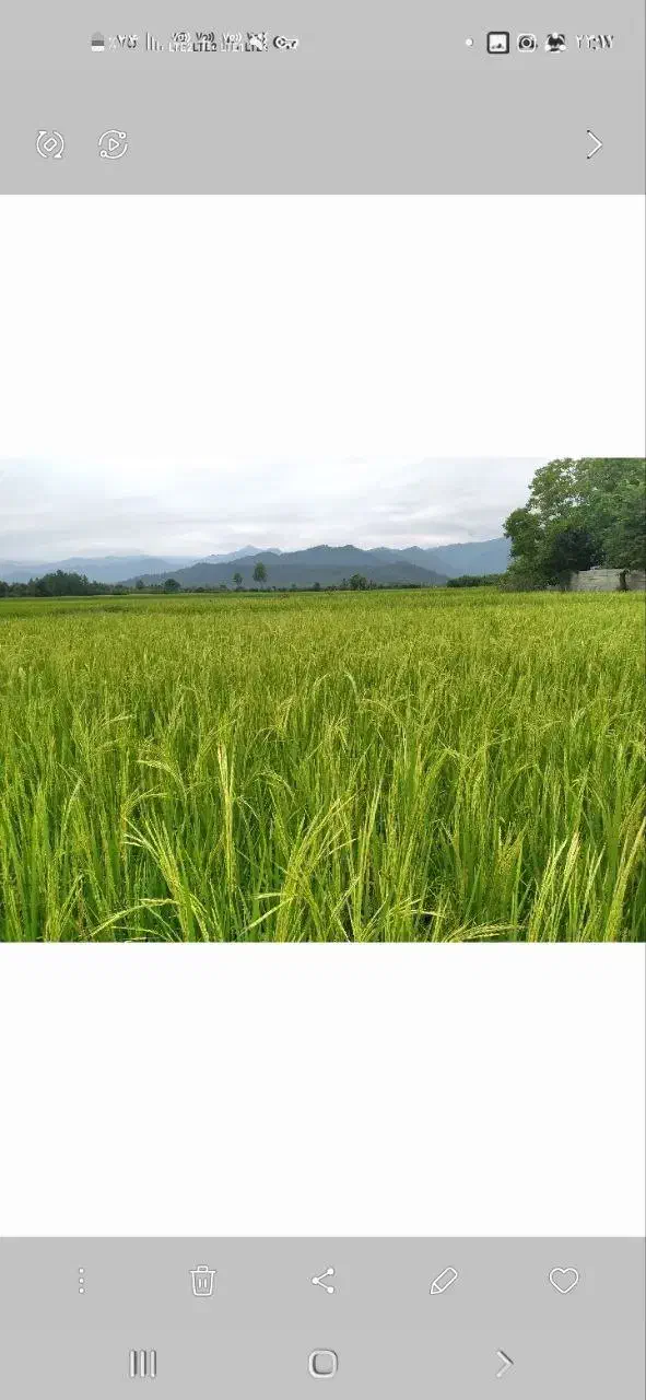 فروش ویلا 85متری با1200متر زمین دور دیوار|فروش خانه و ویلا|گوراب زرمیخ, |دیوار