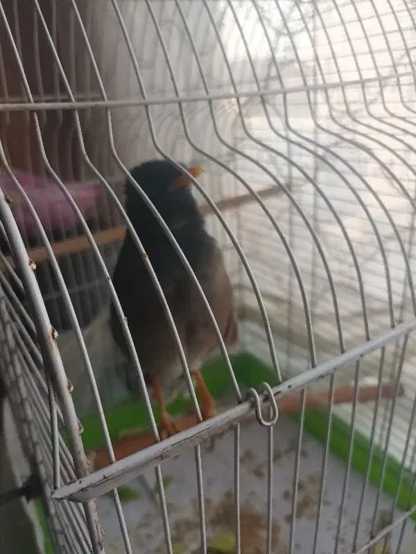 فروش مرغ مینا سخنگو|پرنده|تهران, یافت‌آباد|دیوار