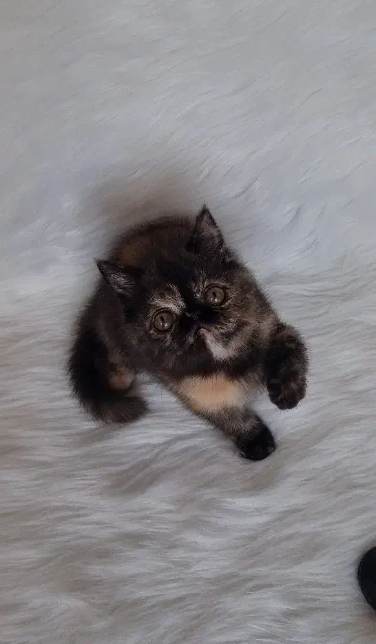 اگزاتیک شورت هیر|گربه|تهران, فردوس|دیوار