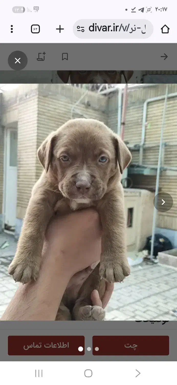 پیتبول تریر نر اصیل۶۰ روزه|سگ|مشهد, شهید رضوی|دیوار