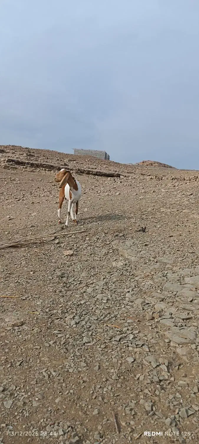 گیسه جنس دقلو|حیوانات مزرعه|عنبرآباد, |دیوار