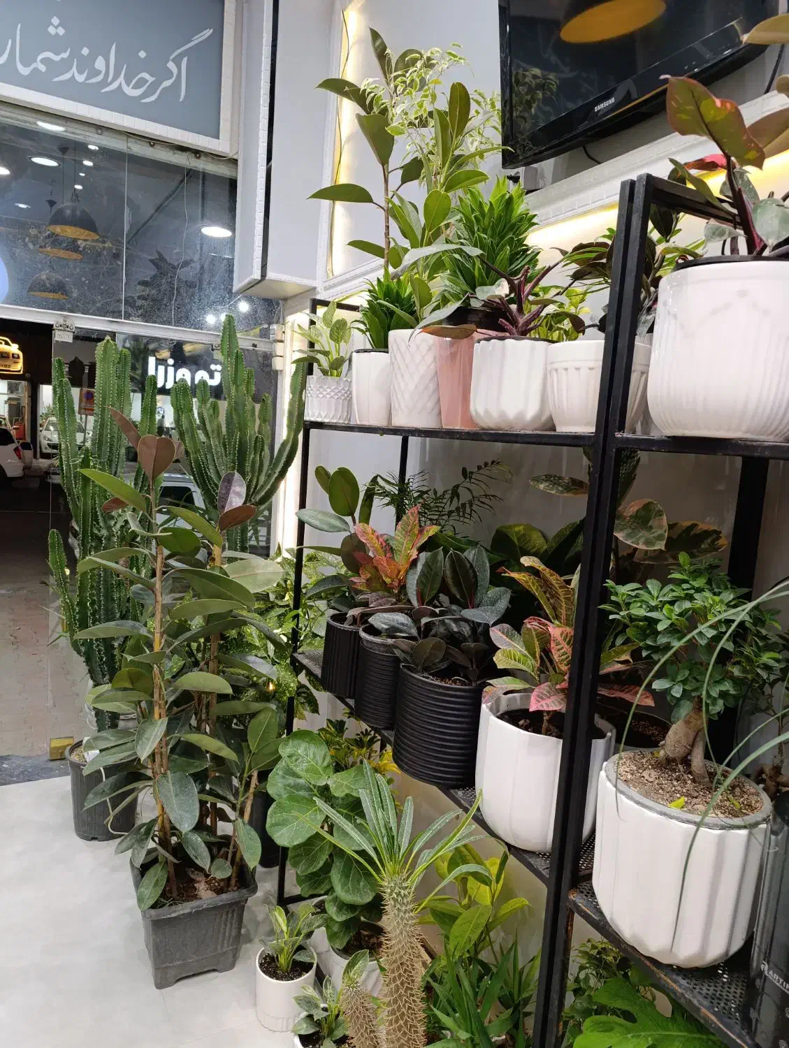 گل گیاه|گل و گیاه طبیعی|سبزوار, کاشفی شمالی (دادگستری)|دیوار