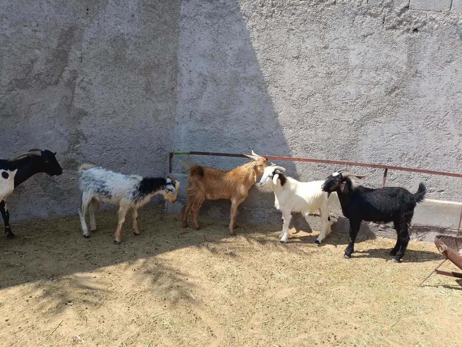 فروش ۶تا کهره نر سالم و سرحال|حیوانات مزرعه|مهر, |دیوار