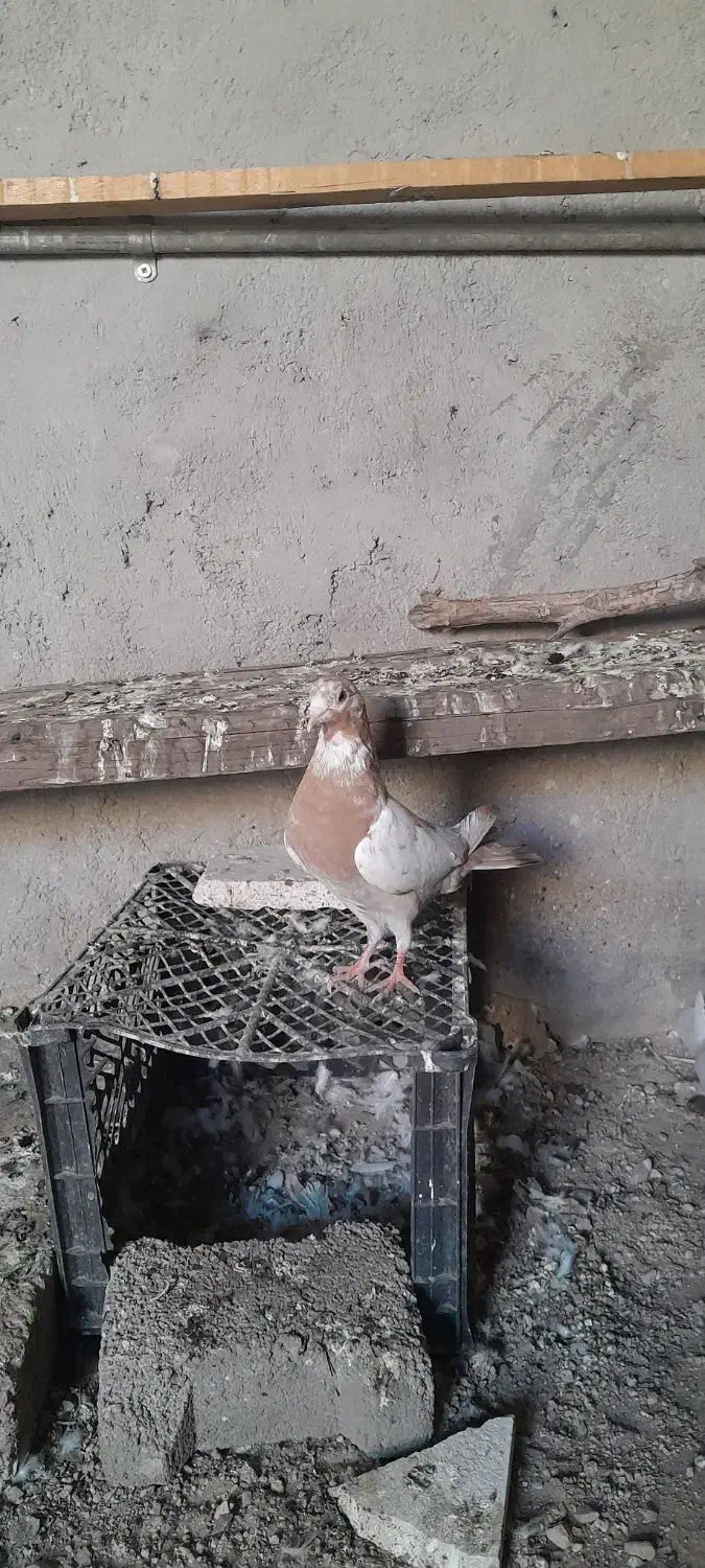 کبوتر معمولی گرفتنی|پرنده|اهواز, بعثت|دیوار