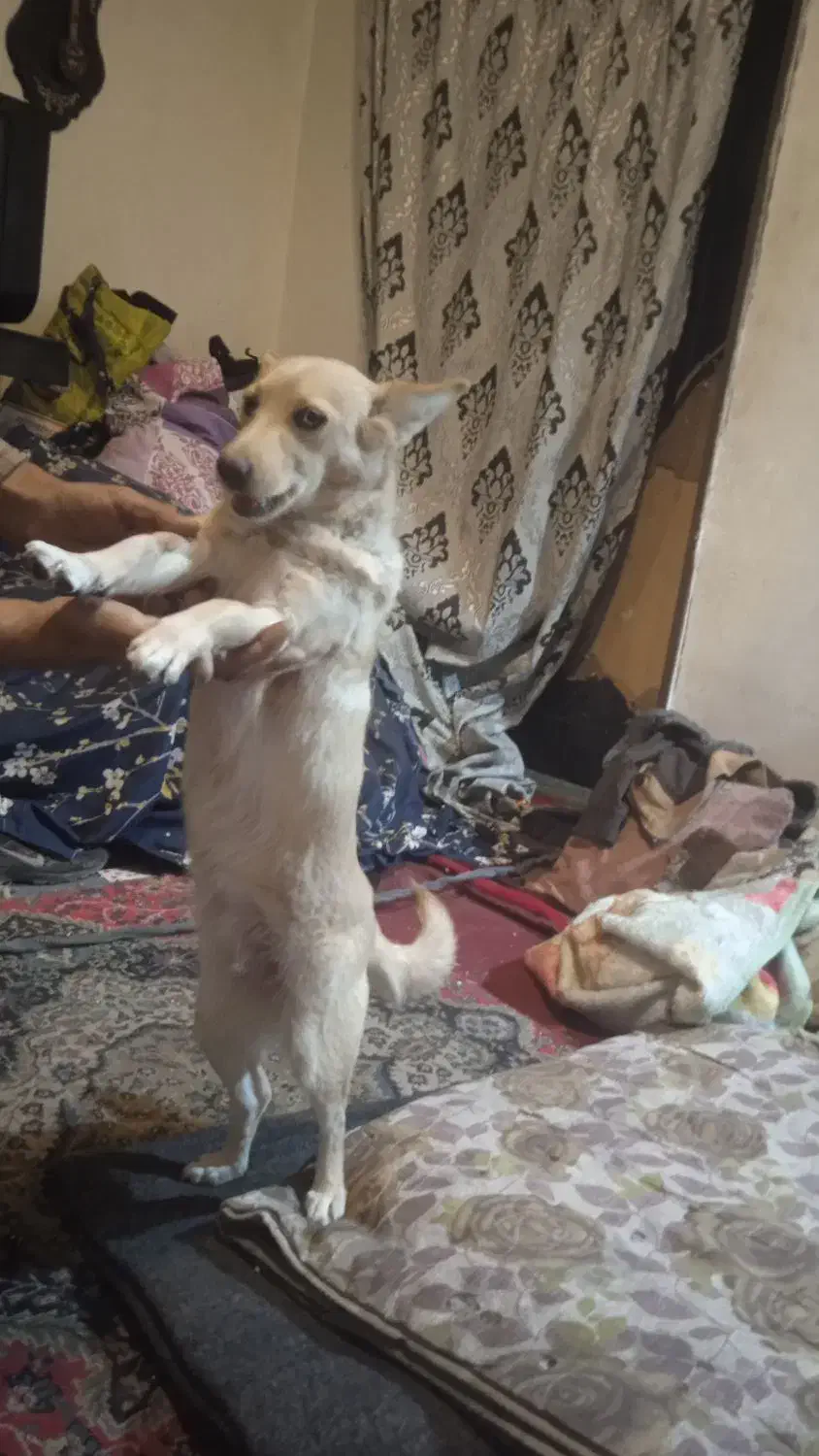 فروش سگ|سگ|مشهد, تلگرد|دیوار