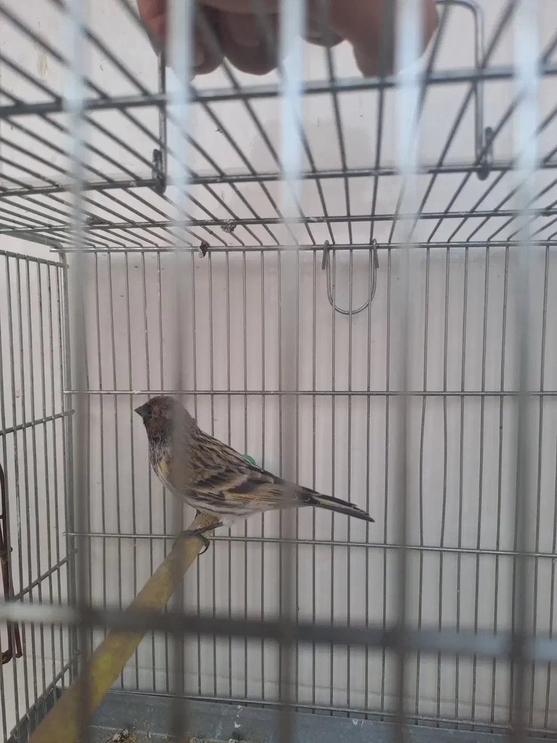 دوتا گلبسر قرص بخون|پرنده|پاکدشت, پاکدشت (مامازند)|دیوار