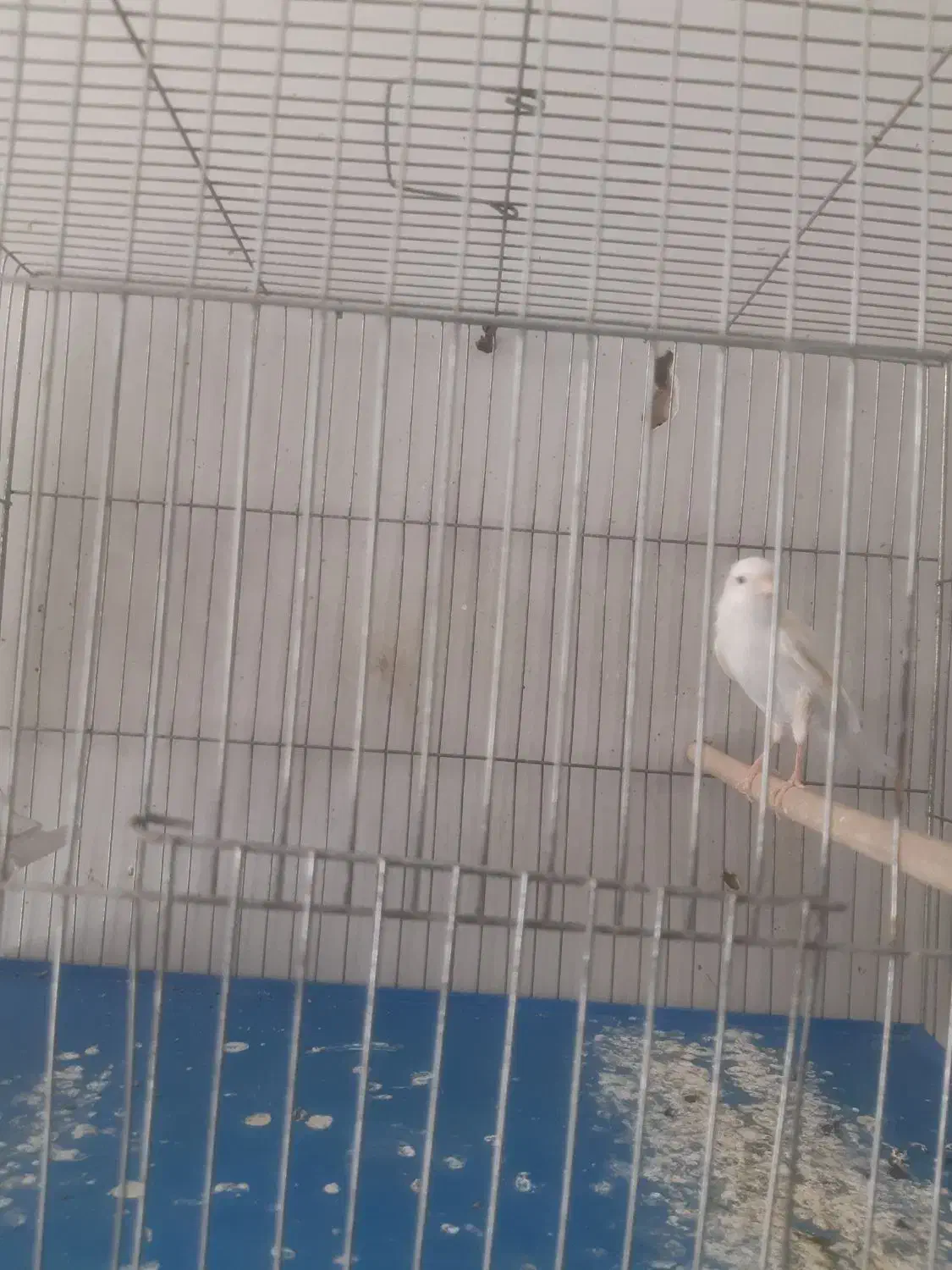 قناری دورگه خاص ابلغ خوشگل وسفید معمولی|پرنده|کرمان, |دیوار