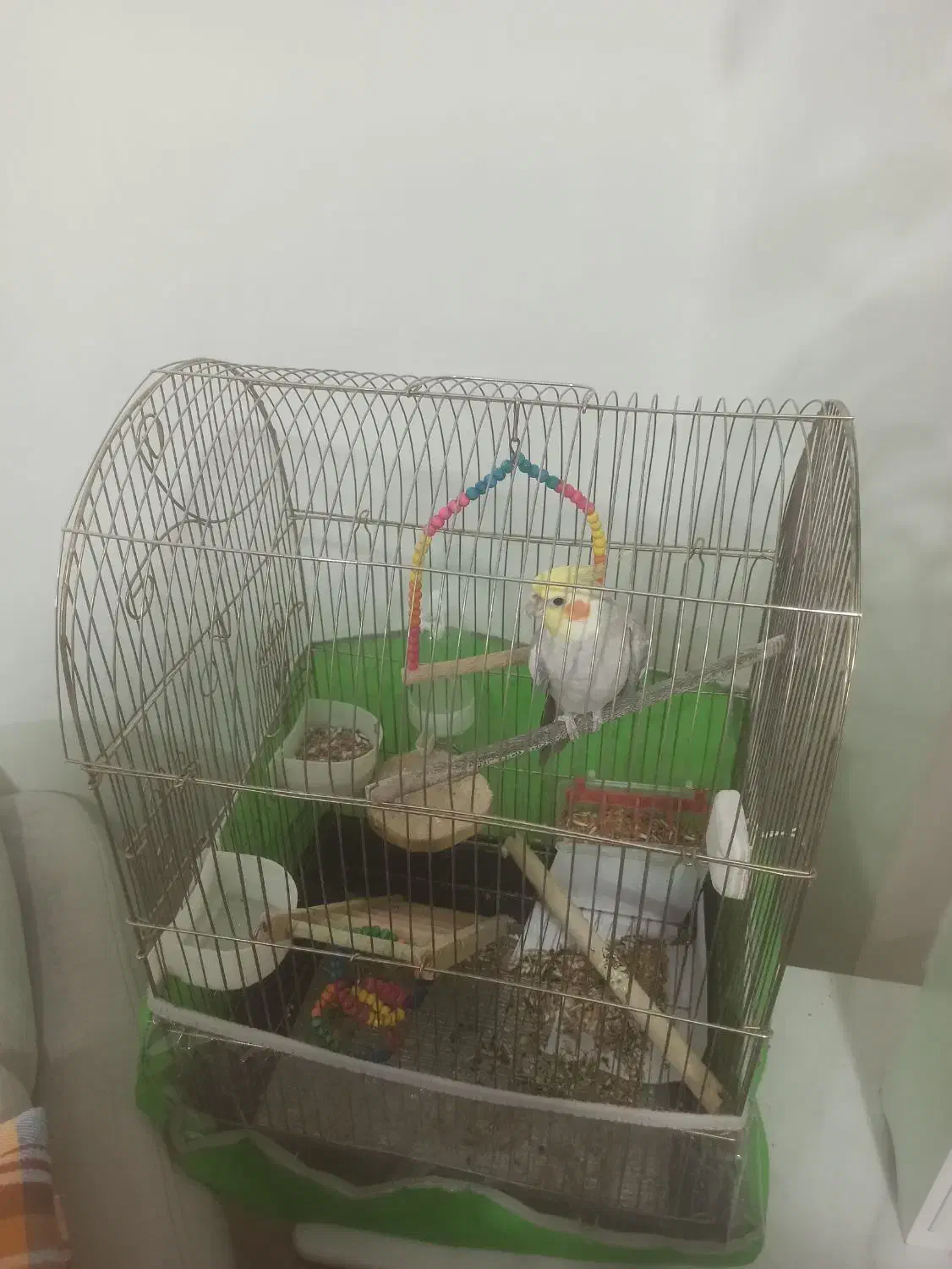 عروس هلندی|پرنده|بندرعباس, |دیوار