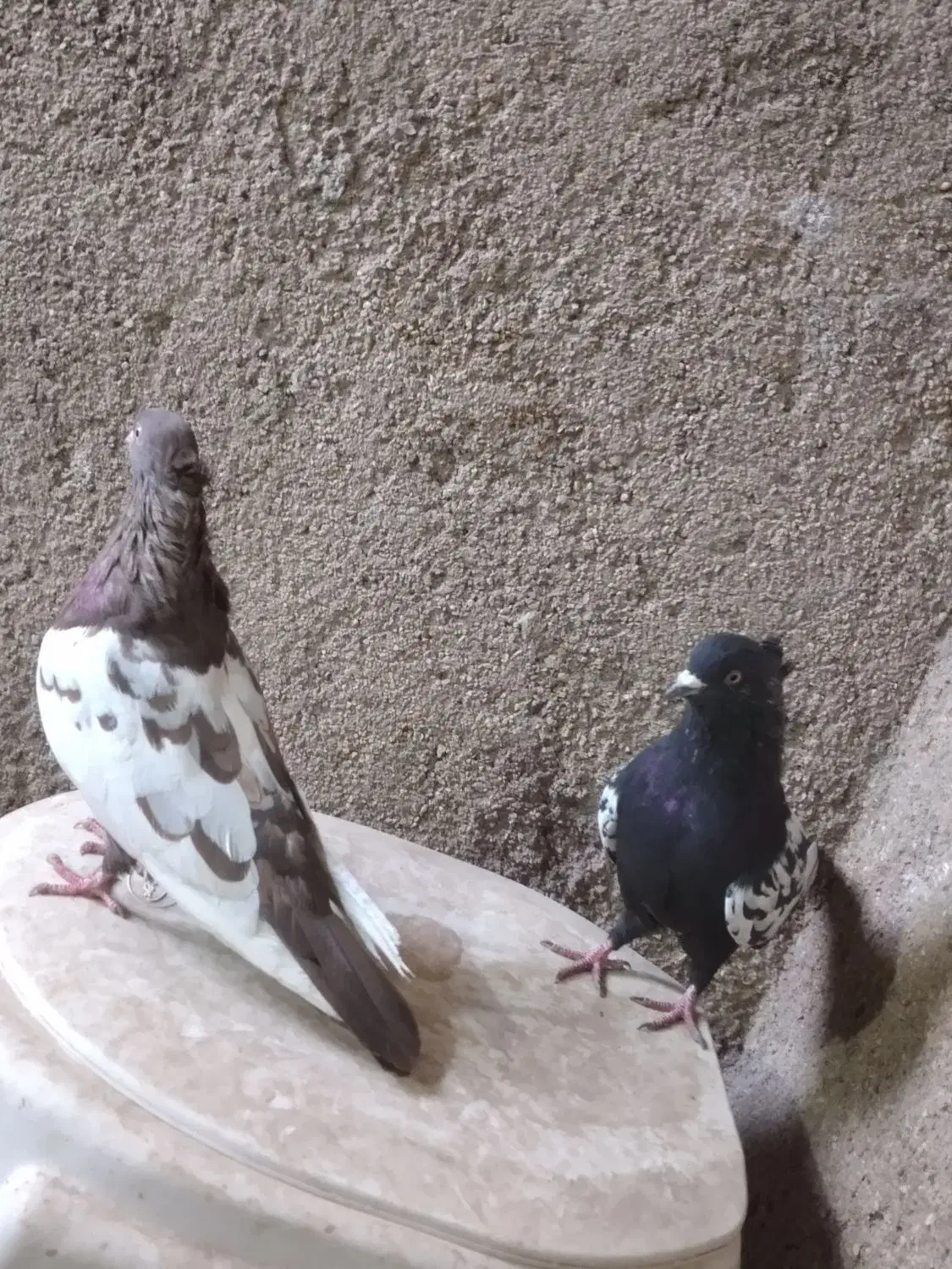 جفت سینه ای با یک جوجه تو چالی|پرنده|فیروزآباد (فارس), |دیوار