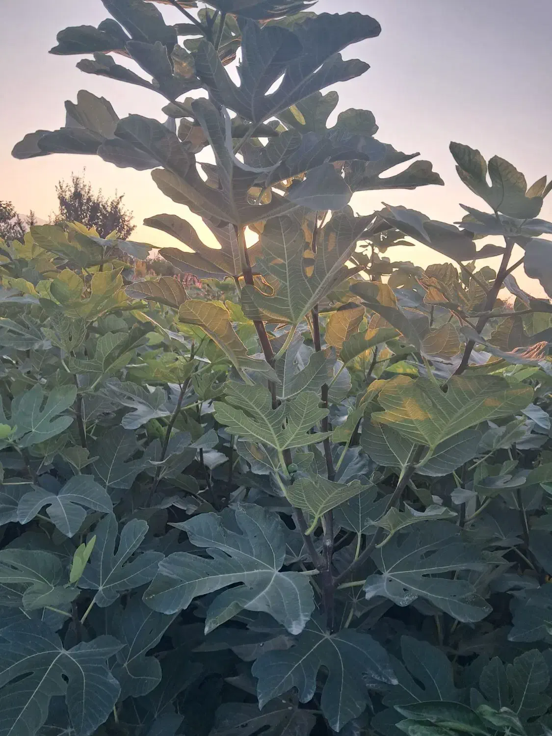 فروش نهال انجیر زعفرانی گلوگاه تضمینی|گل و گیاه طبیعی|گلوگاه, |دیوار