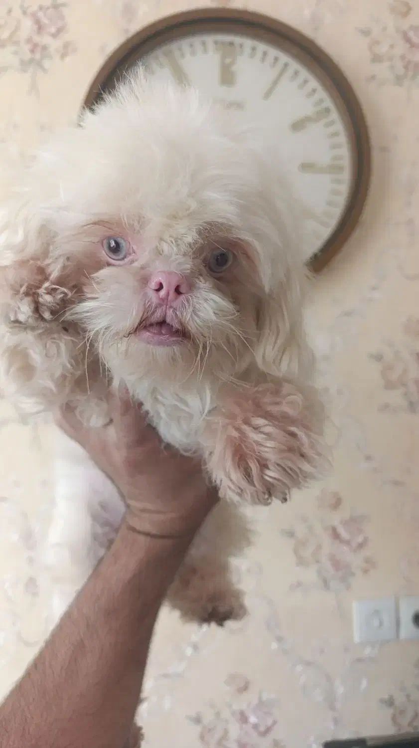 سگ کوچولوی مالتیز بامزه خانگی|سگ|شیراز, گلشن|دیوار