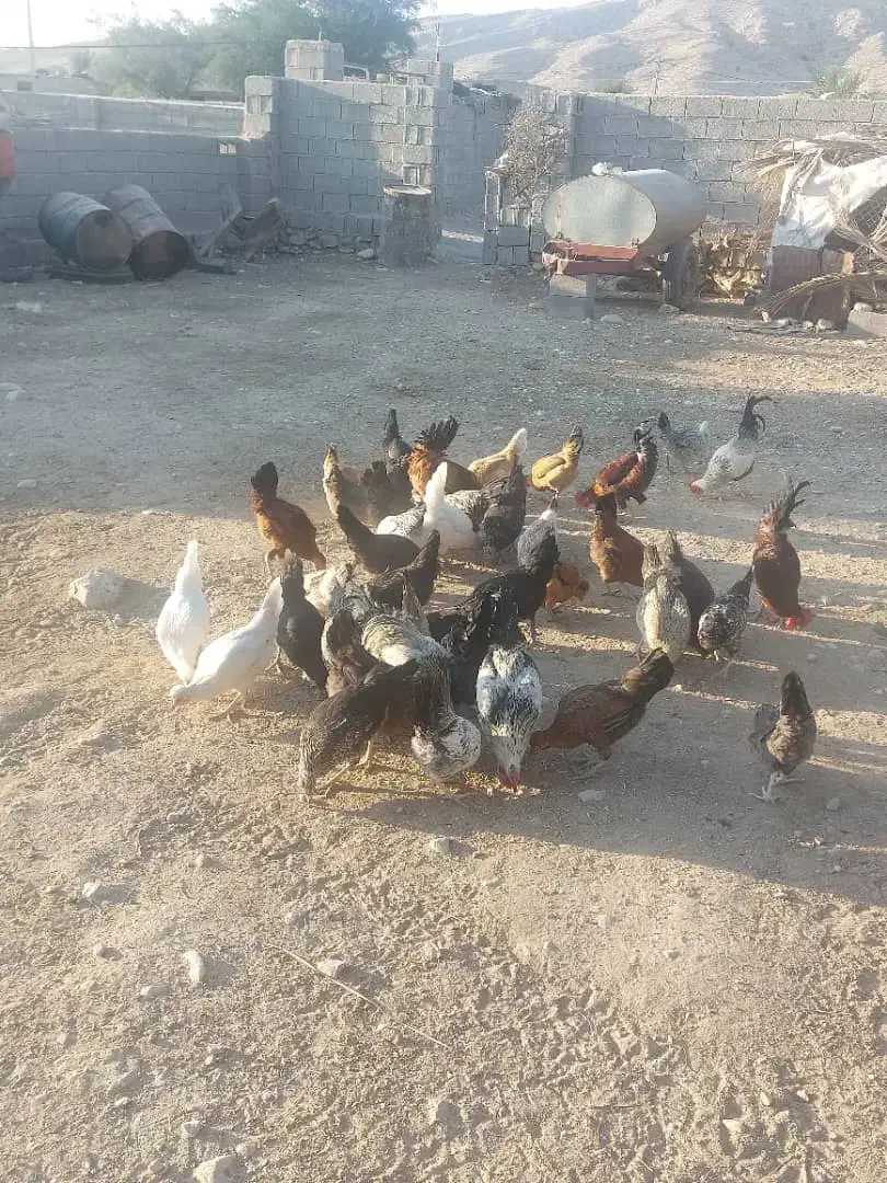 مرغ و خروس محلی|حیوانات مزرعه|فراشبند, |دیوار