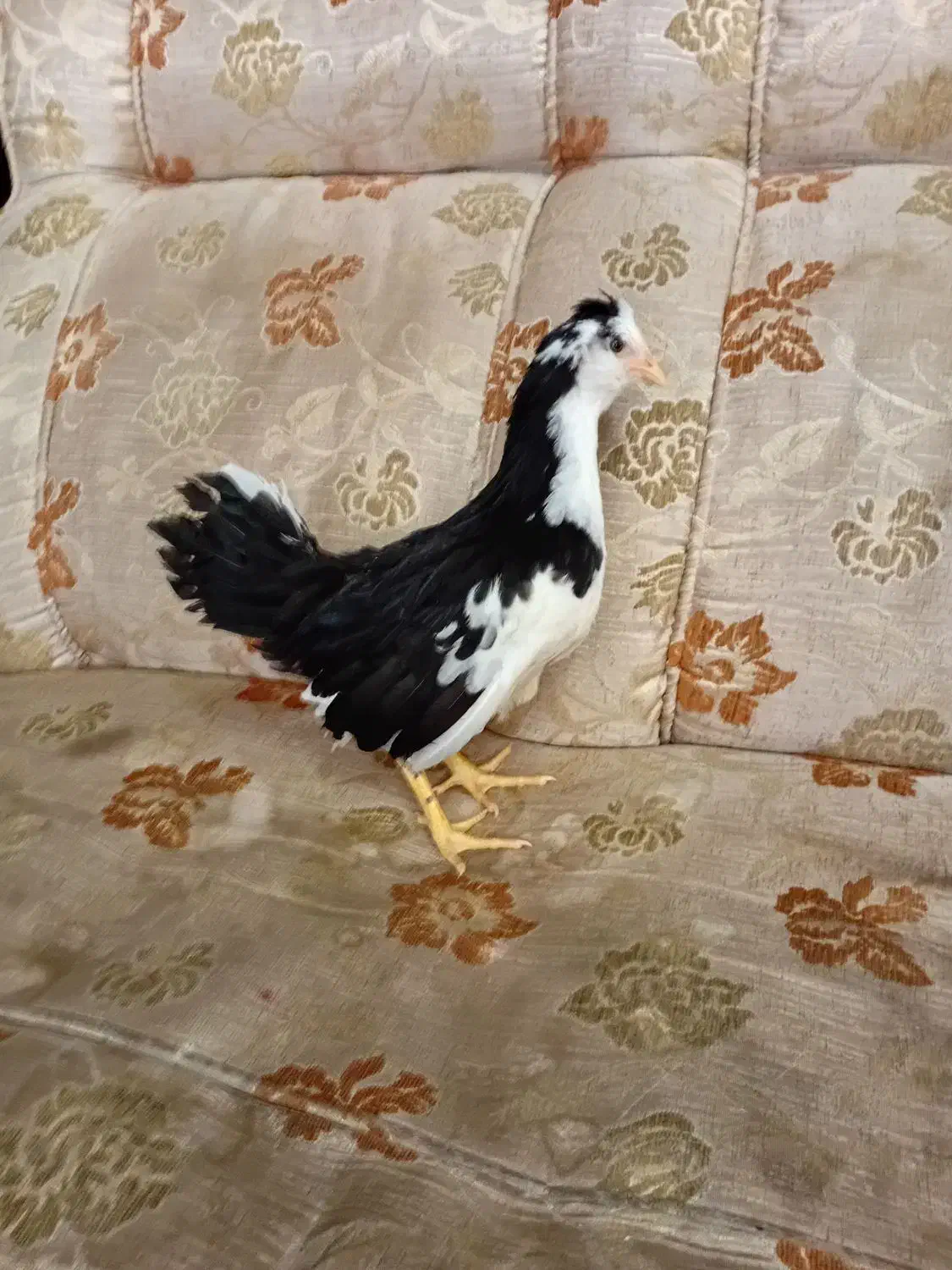 جوجه گلین لری|حیوانات مزرعه|کرمانشاه, |دیوار