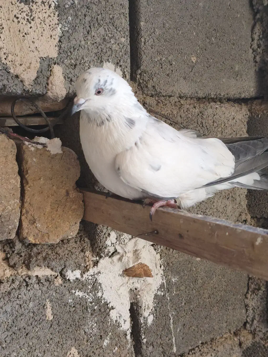 کفتر|پرنده|نورآباد, |دیوار