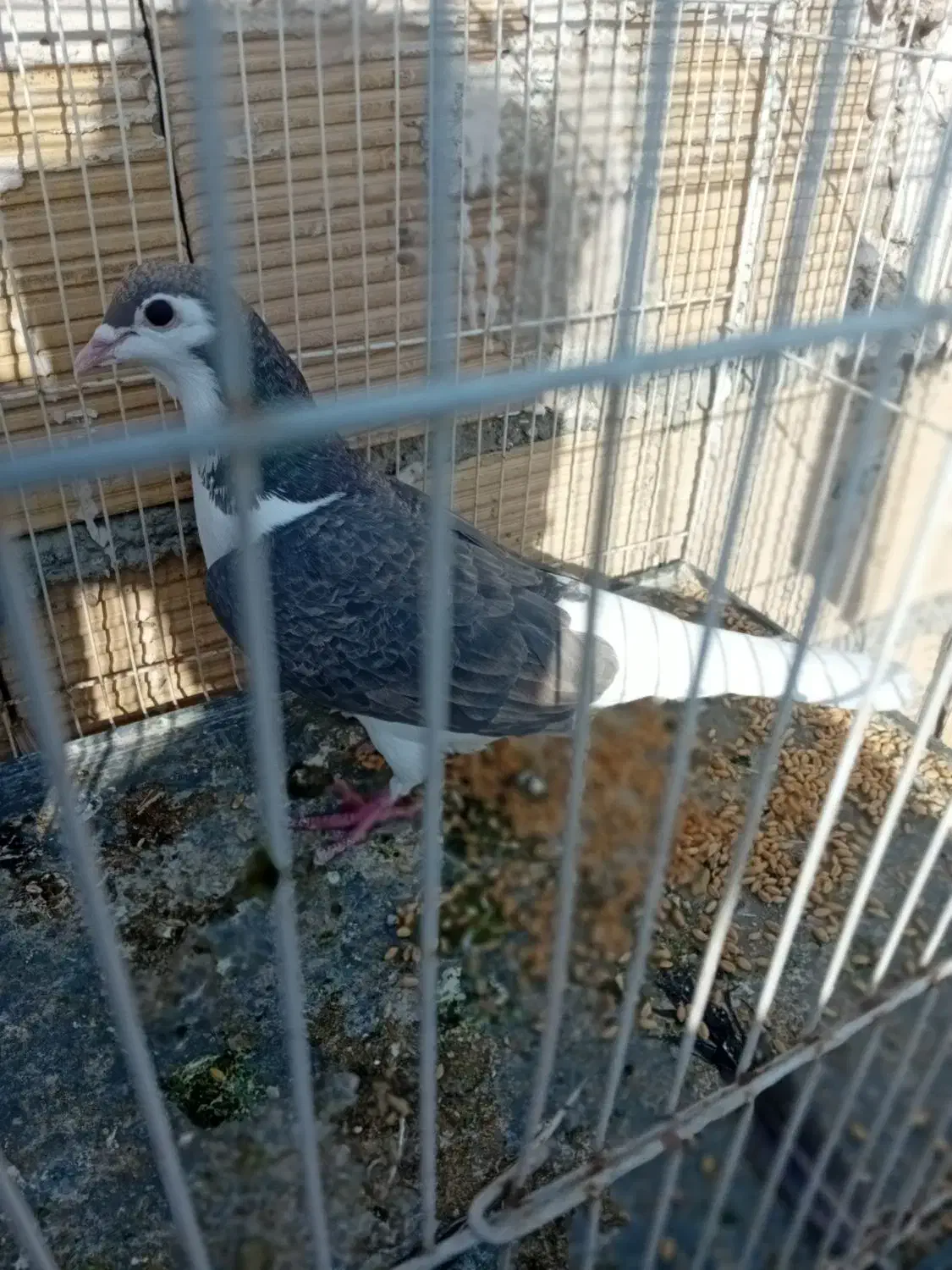 کبوتر|پرنده|چناران, |دیوار