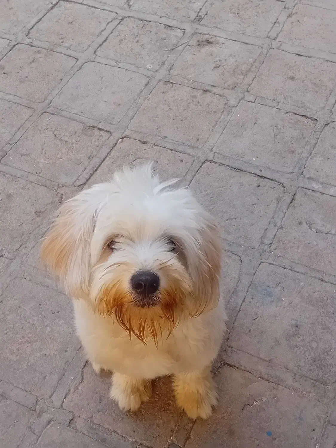 سگ پشمالو پاکوتا|سگ|کاشان, گریه|دیوار