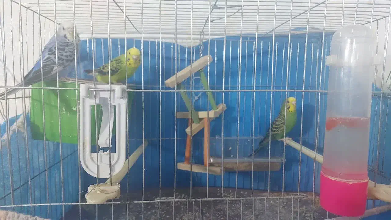 یک جفت مرغ عشق با کلیه تجهیزات|پرنده|قزوین, |دیوار