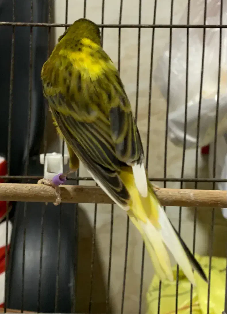 قناری نر قرص بخون|پرنده|چالوس, |دیوار