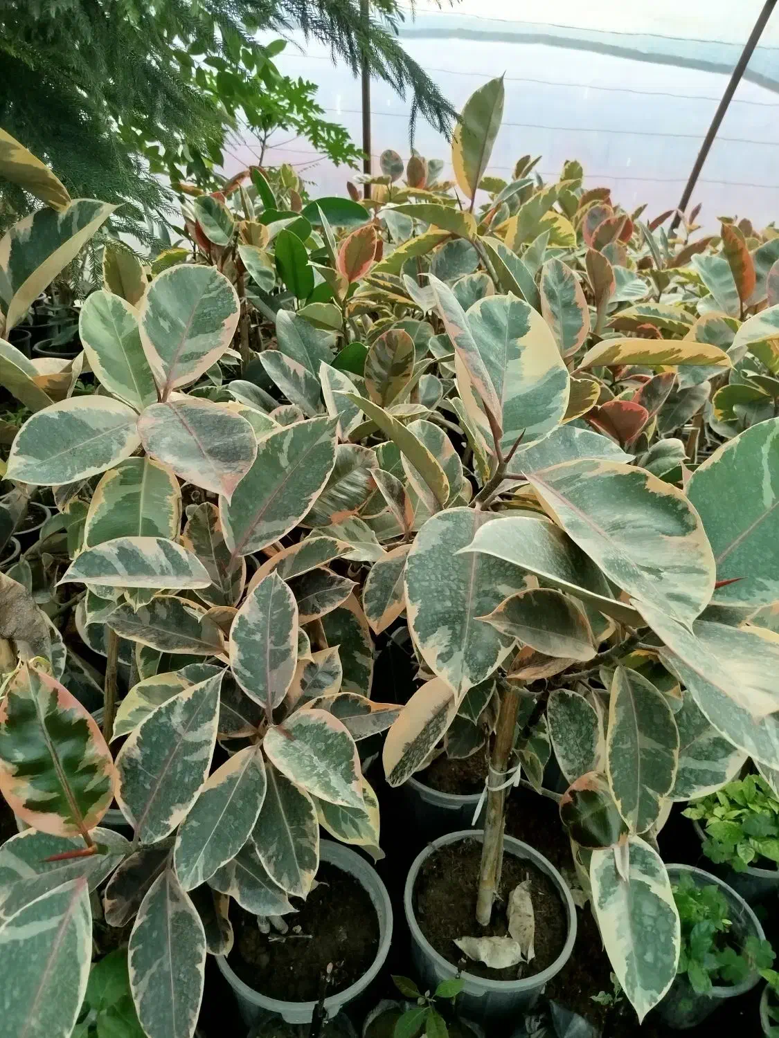 انواع گل آپارتمانی|گل و گیاه طبیعی|ارطه, |دیوار