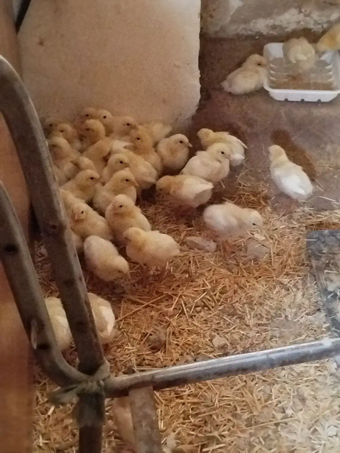 جوجه|حیوانات مزرعه|کازرون, |دیوار