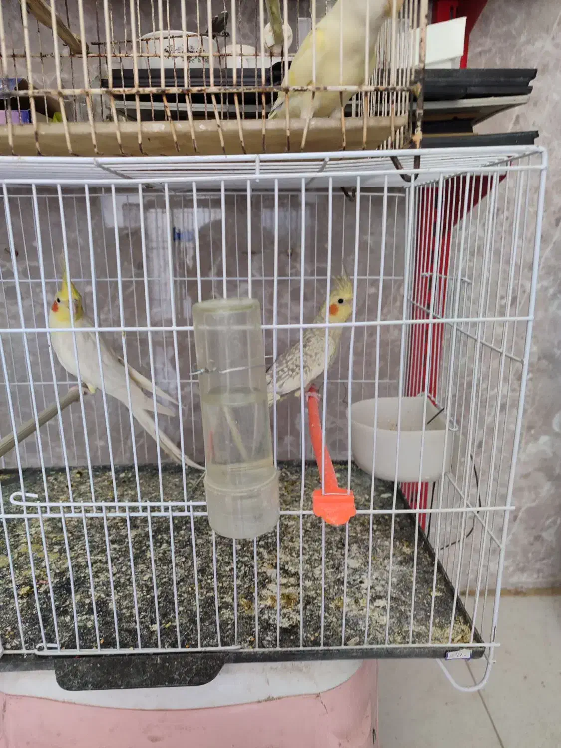 کتوله-عروس-فنج-مرغ عشق 100تومن|پرنده|نیشابور, خیام|دیوار