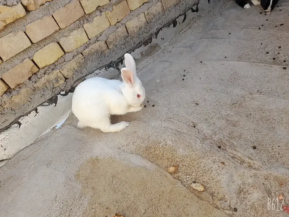 دو عدد خرگوش خیلی خوشگل|موش و خرگوش|زارچ, |دیوار