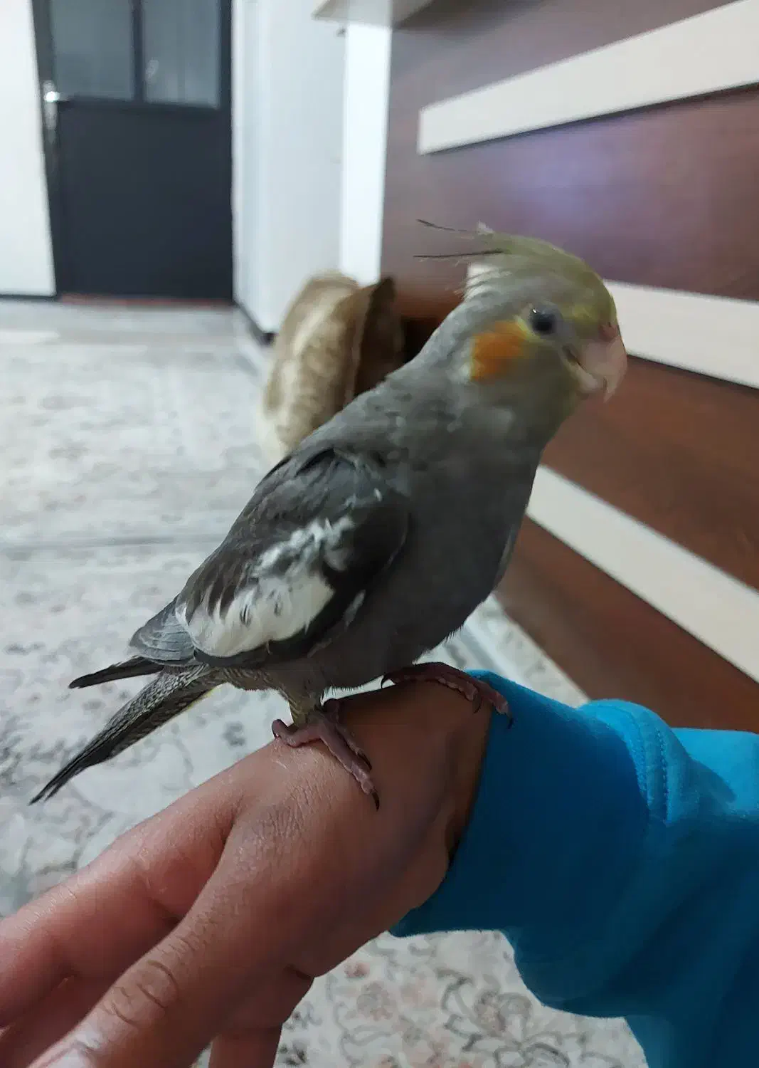 عروس هلندی|پرنده|شیراز, گویم|دیوار