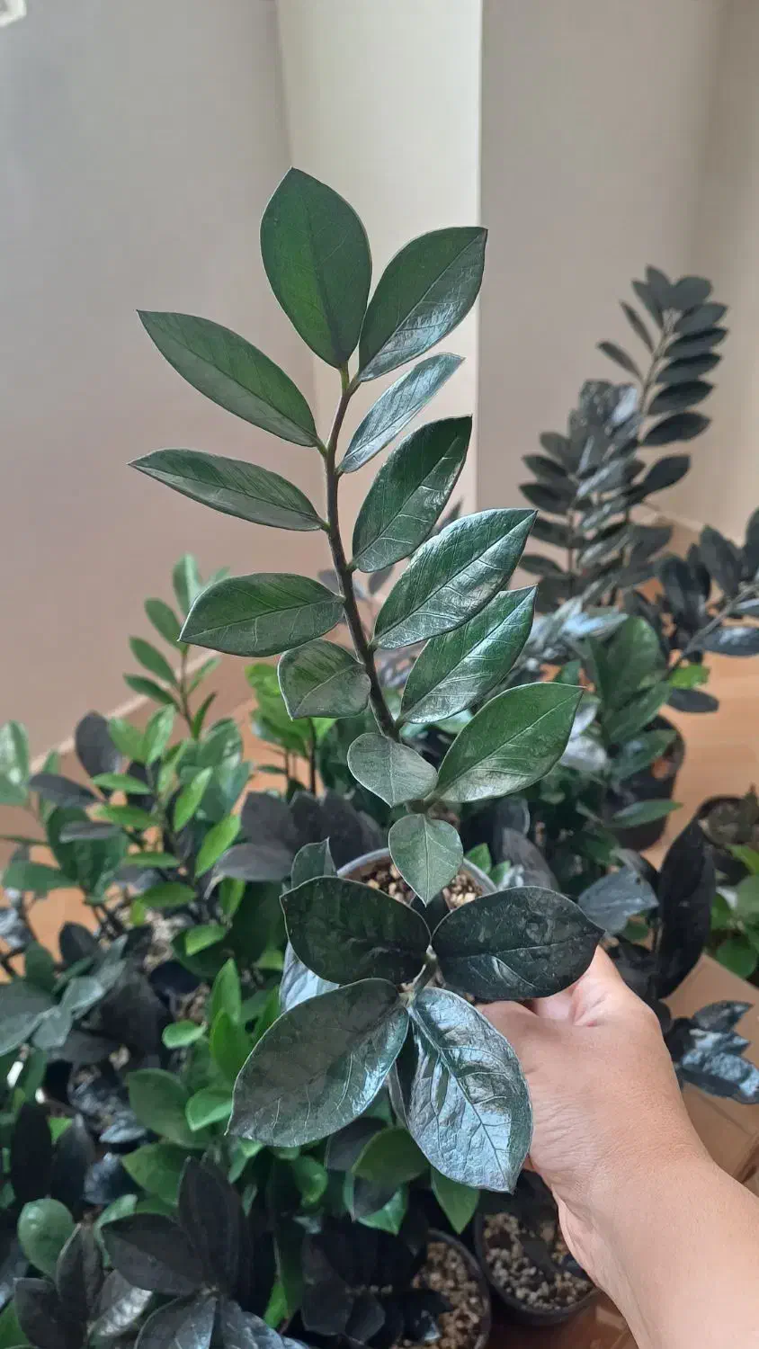 فروش گل طبیعی|گل و گیاه طبیعی|شیروان (خراسان), |دیوار