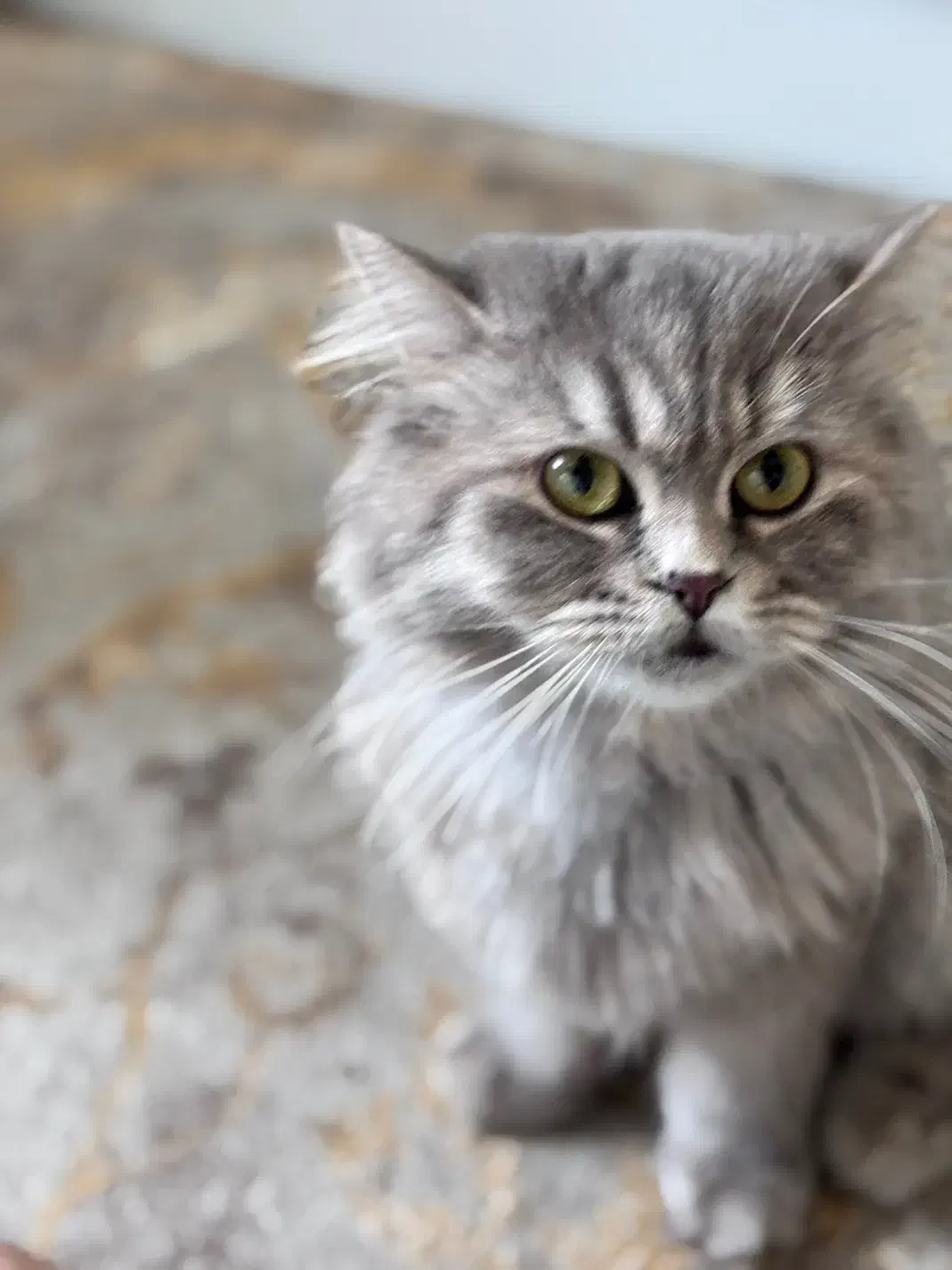 گربه اصیل|گربه|ایلام, |دیوار